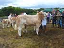 Caithness county Show 2015 - Cattle
