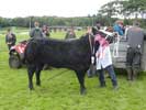 Caithness county Show 2015 - Champions