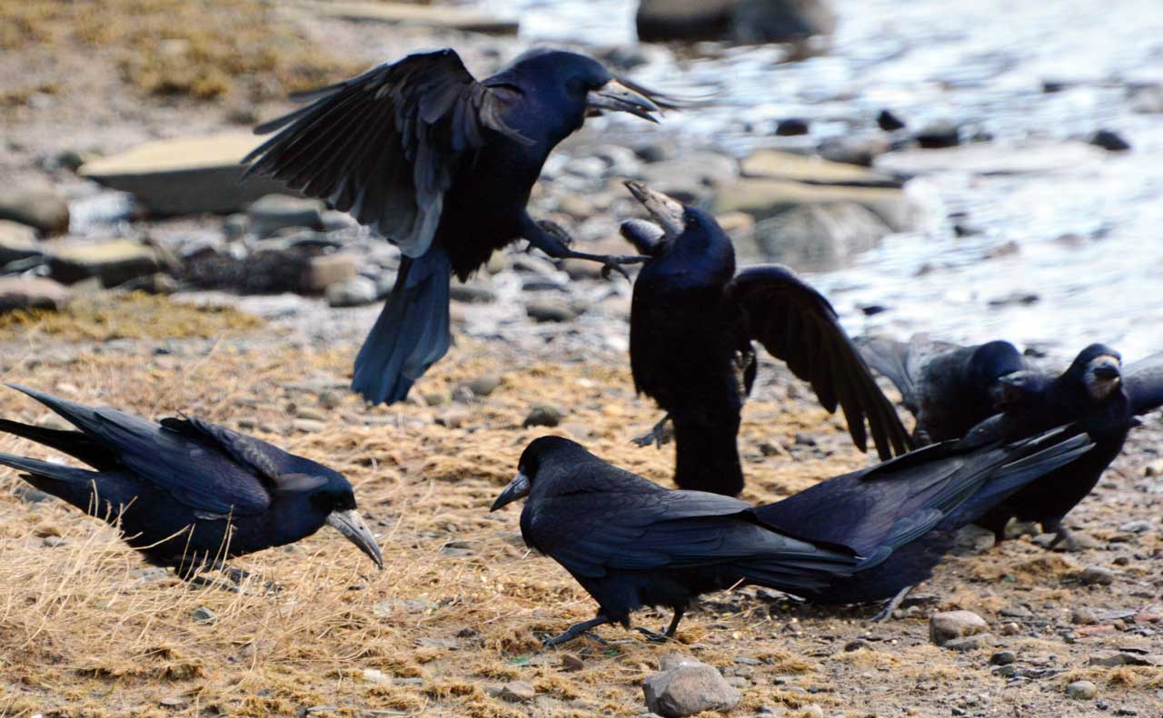 Photo: Crows Muscle In On The Ducks