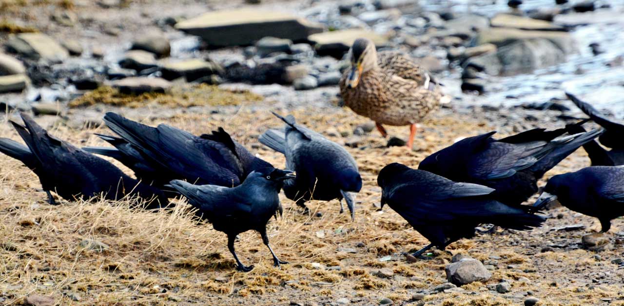 Photo: Crows Muscle In On The Ducks