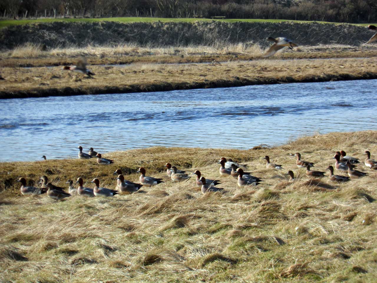 Photo: Ducks Love The Wick River