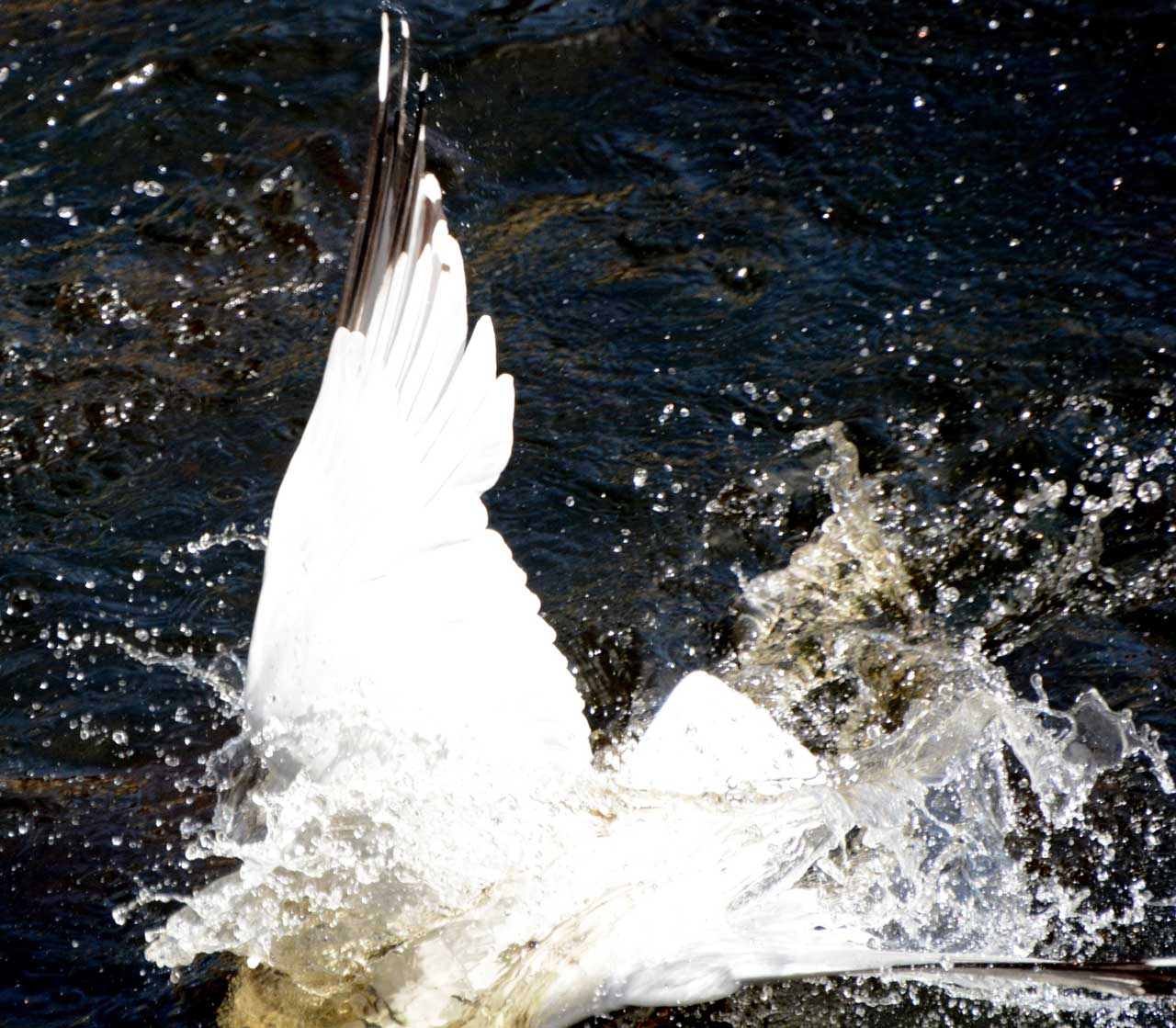 Photo: This Wick Seagull Had a Tasty Young Salmon