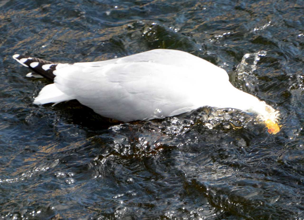 Photo: This Wick Seagull Had a Tasty Young Salmon