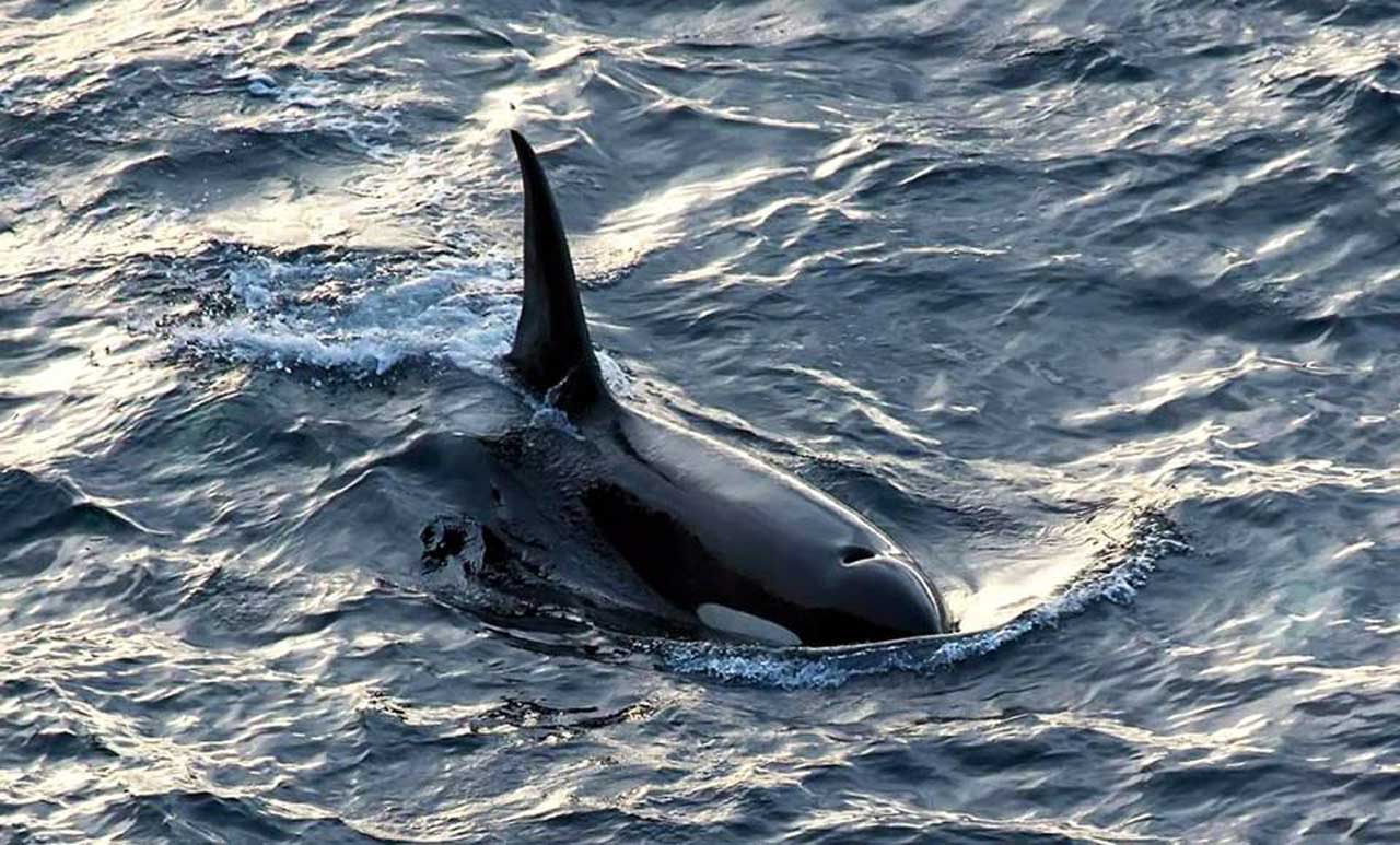 Photo: Killer Whales At Duncansby Head, Caithness