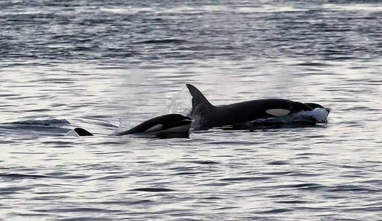 Photo: Killer Whales At Duncansby Head, Caithness
