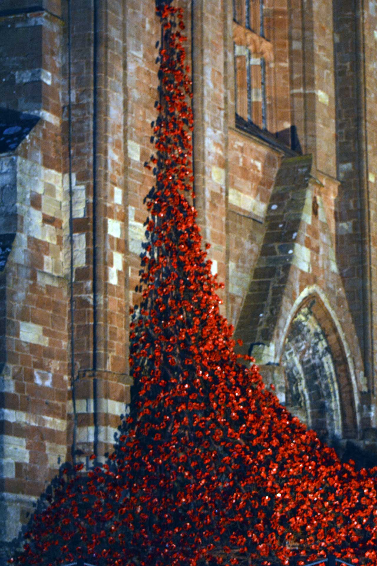 Photo: Poppies - Weeping Window in Orkney