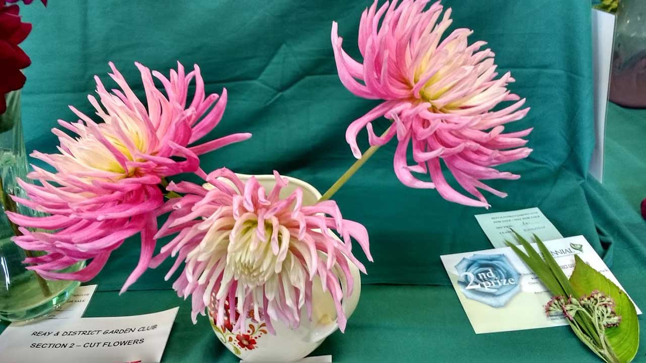 Photo: Reay and District Garden Club 40th Horticultural Show 2017