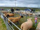 Canisbay Show 2019