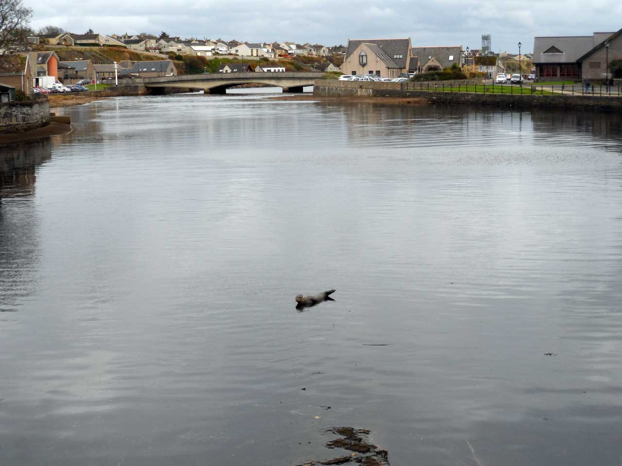 Photo: A Lone Seal On The Wick River