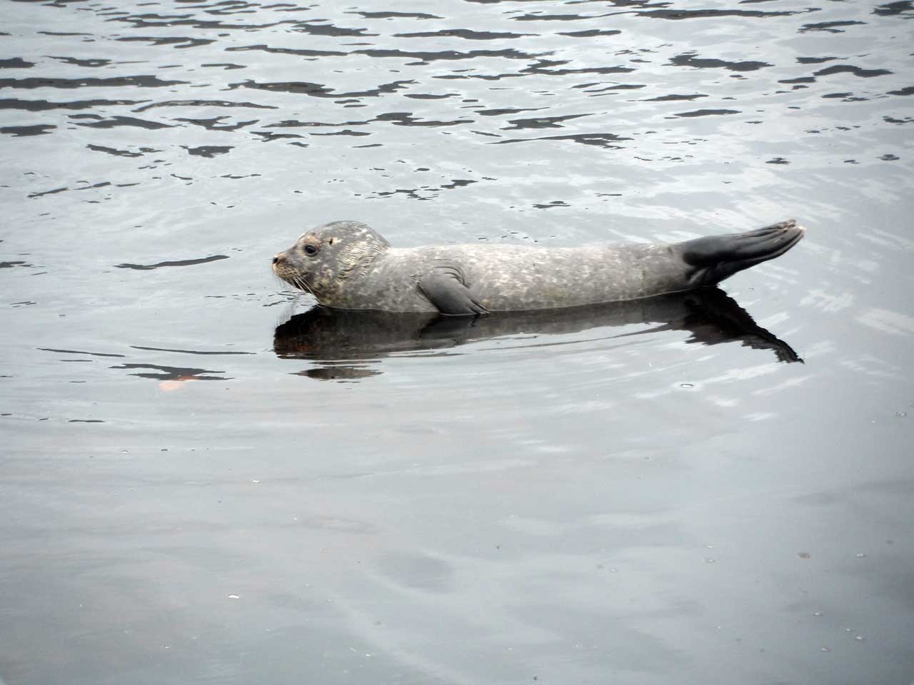 Photo: A Lone Seal On The Wick River
