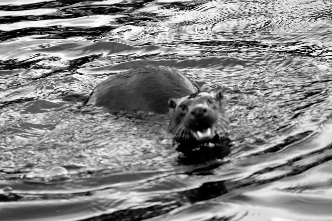 Photo: Otter Spotted Near Service Bridge, Wick