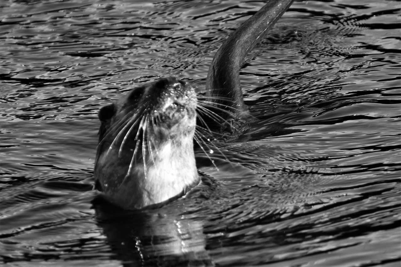 Photo: Otter Spotted Near Service Bridge, Wick