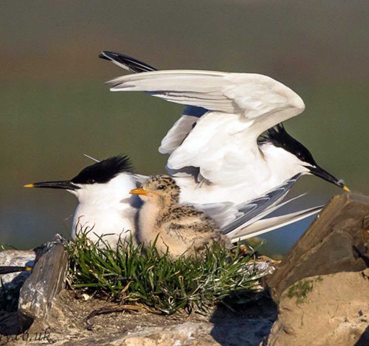 Photo: Pair of Sandwich terns with chick at St. John's Pool 