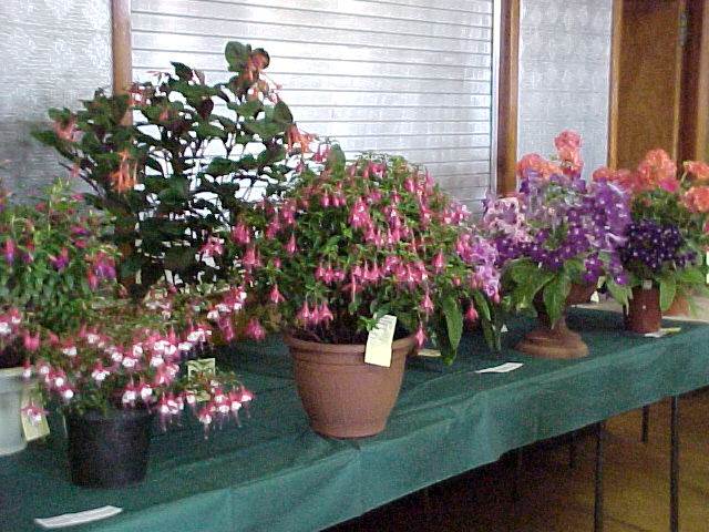 Photo: Thurso Horticulture Show