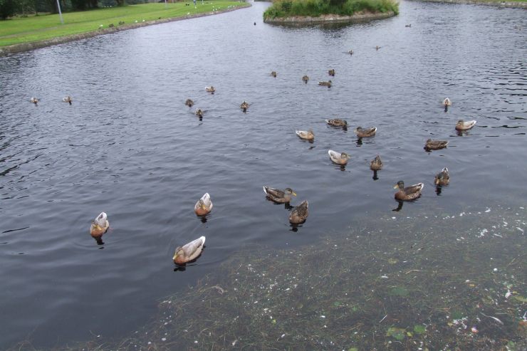 Photo: Weather For The Ducks In Thurso