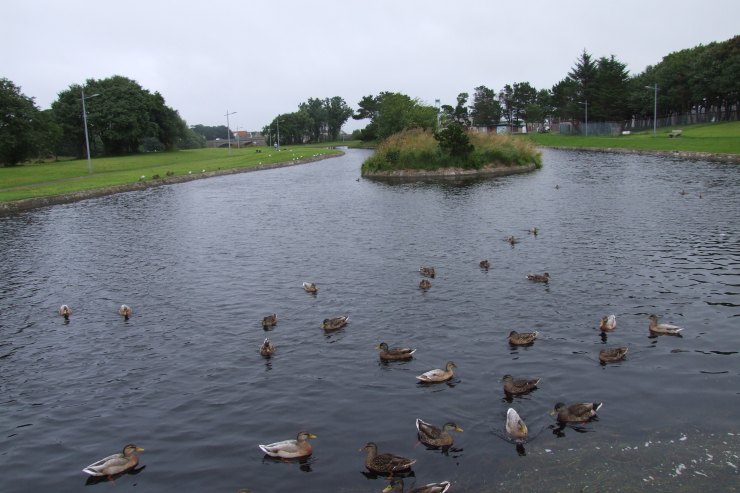 Photo: Weather For The Ducks In Thurso
