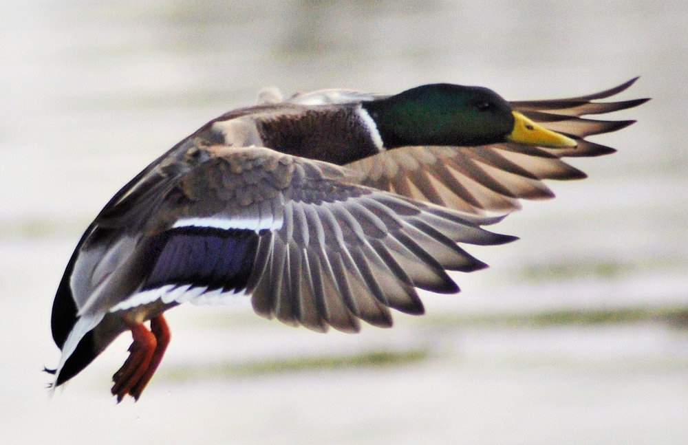 Photo: Ducks At Dornoch