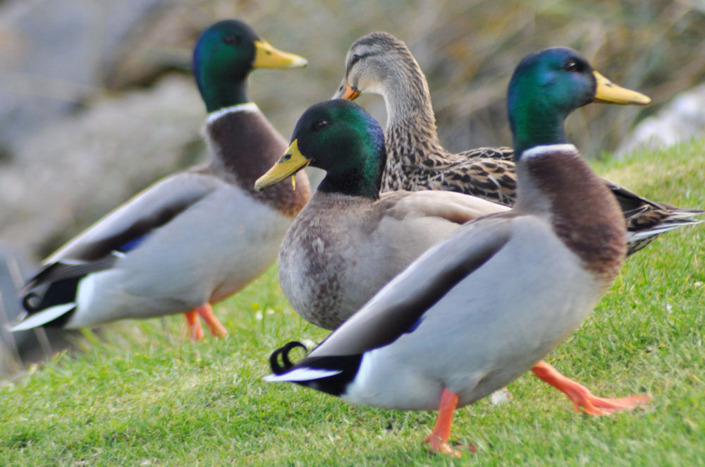 Photo: Ducks At Dornoch