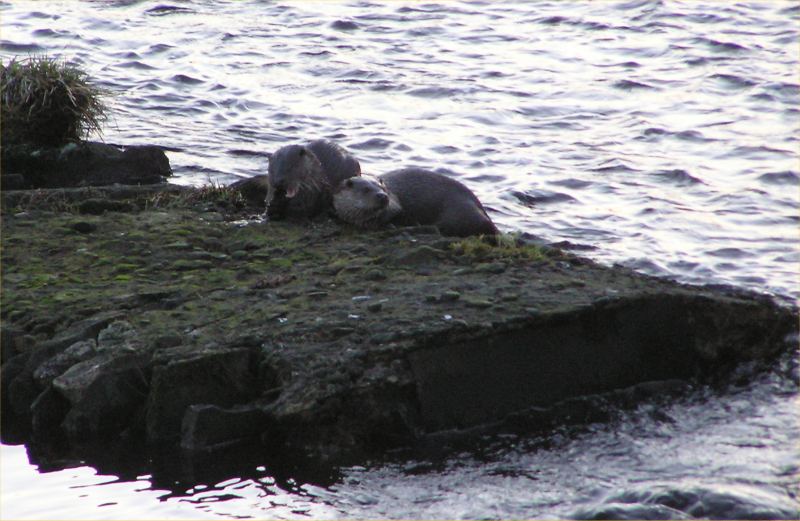 Photo: Otters On Thurso River
