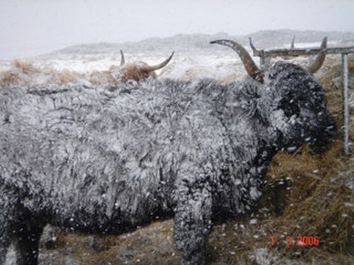 Photo: Winter Finally Comes To Caithness - Highland Coos Feeding In Snow 1 March 2006