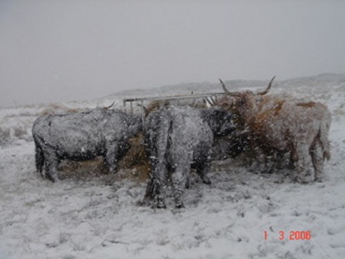 Photo: Winter Finally Comes To Caithness - Highland Coos Feeding In Snow 1 March 2006