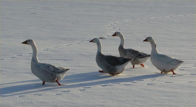 Photo: Geese At March Road, Wick