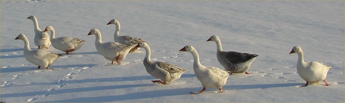 Photo: Geese At March Road, Wick
