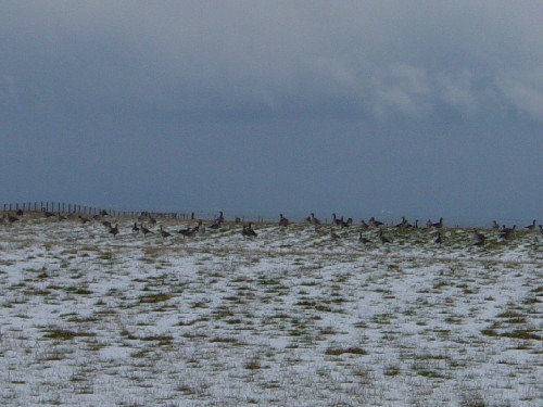 Photo: Geese At Scarfskerry
