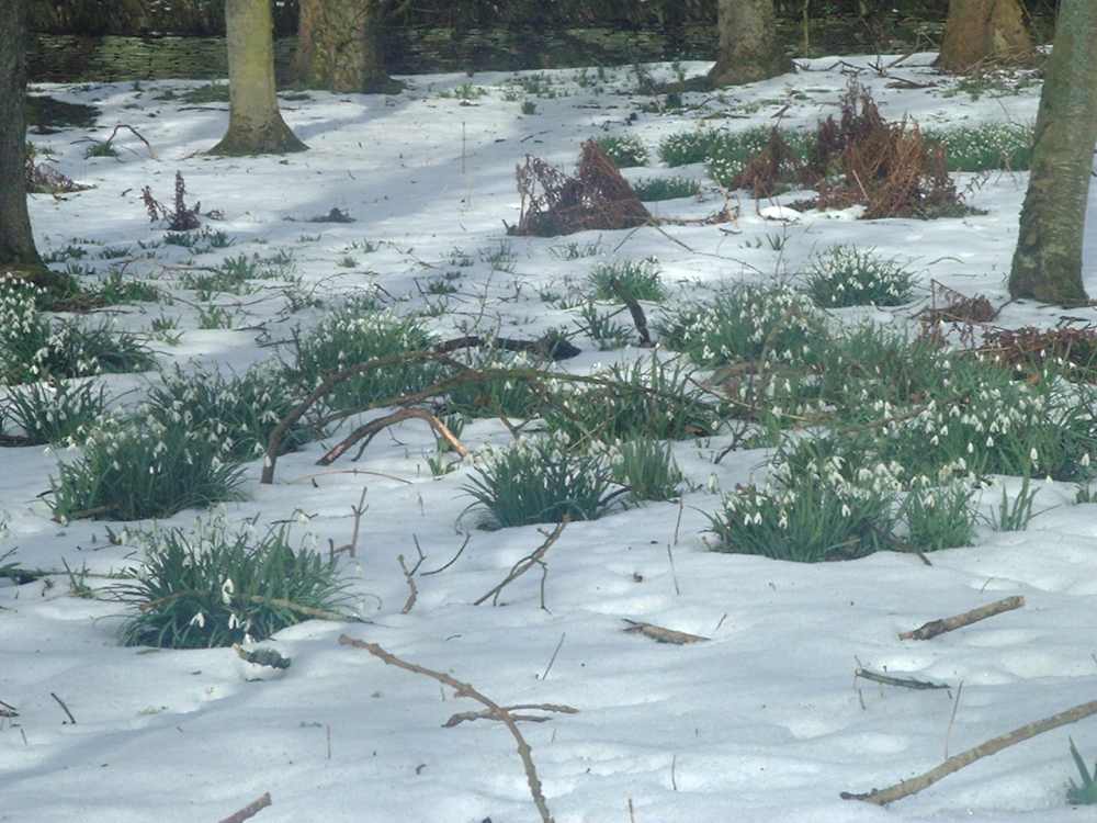 Photo: Snowdrops At Forss