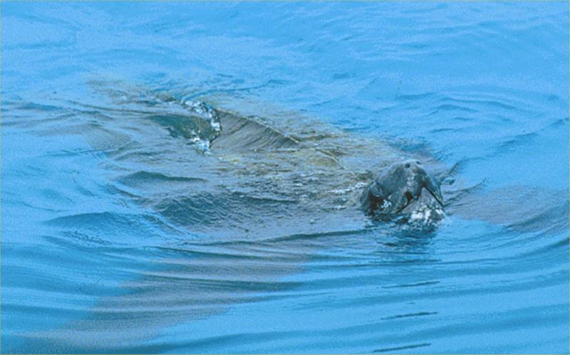 Photo: A Leatherback Turtle