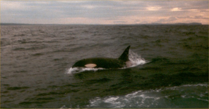 Photo: Orca spotted North Of The Swilkie At Stroma