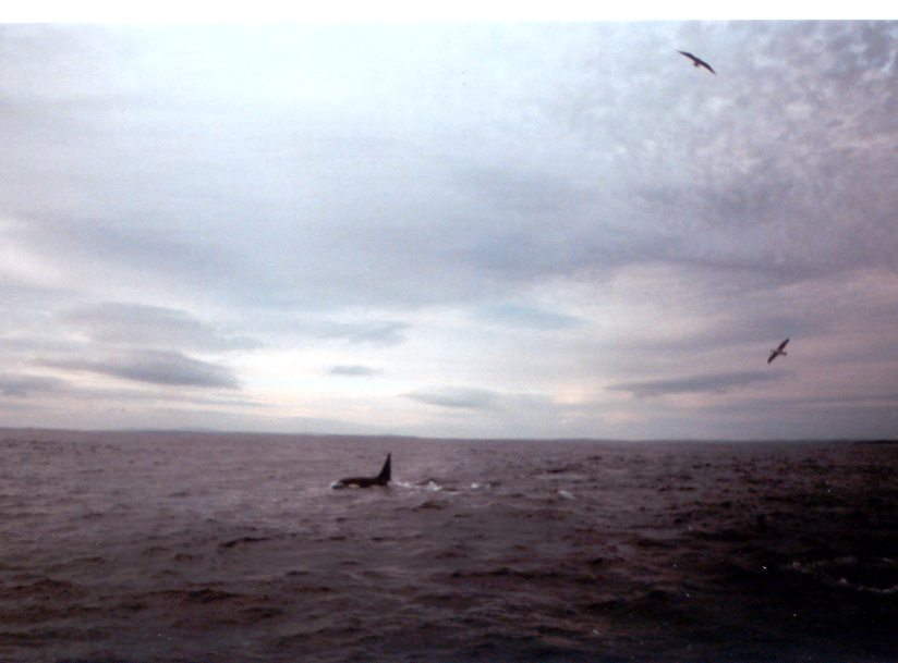 Photo: Orca spotted North Of The Swilkie At Stroma