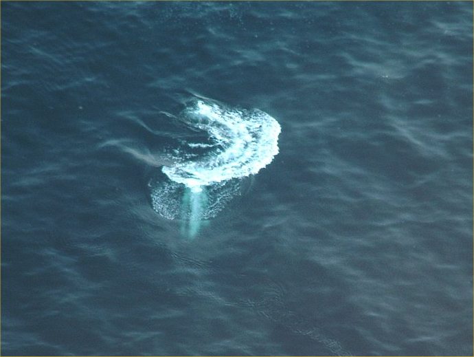 Photo: Whales Spotted From The Air At Melvich