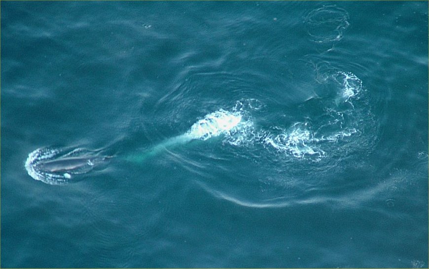 Photo: Whales Spotted From The Air At Melvich