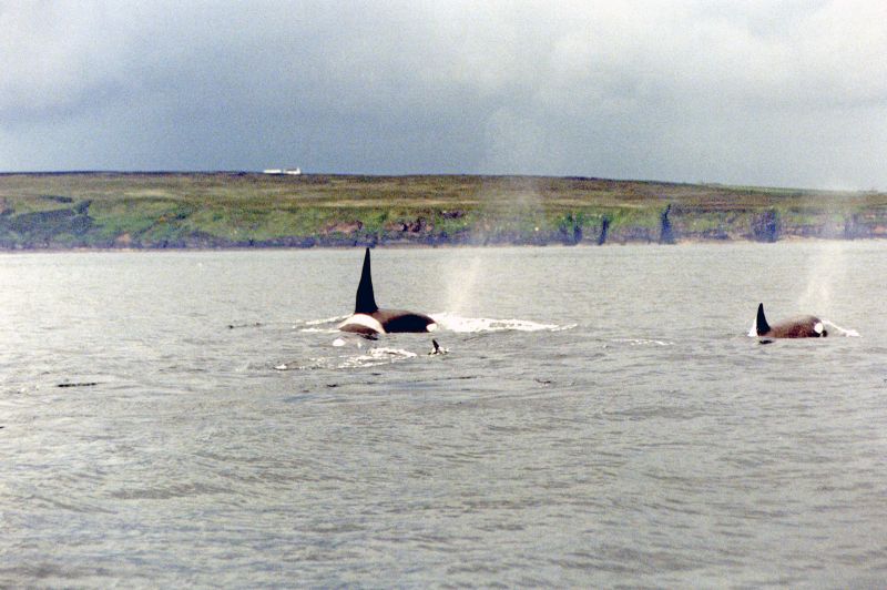 Photo: Killer Whales Off Stroma - Evening 13 July 2005