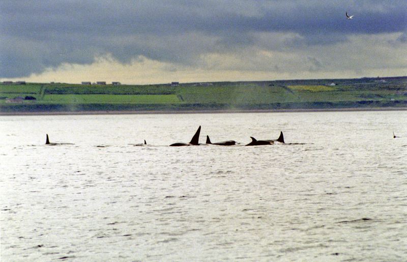 Photo: Killer Whales Off Stroma - Evening 13 July 2005