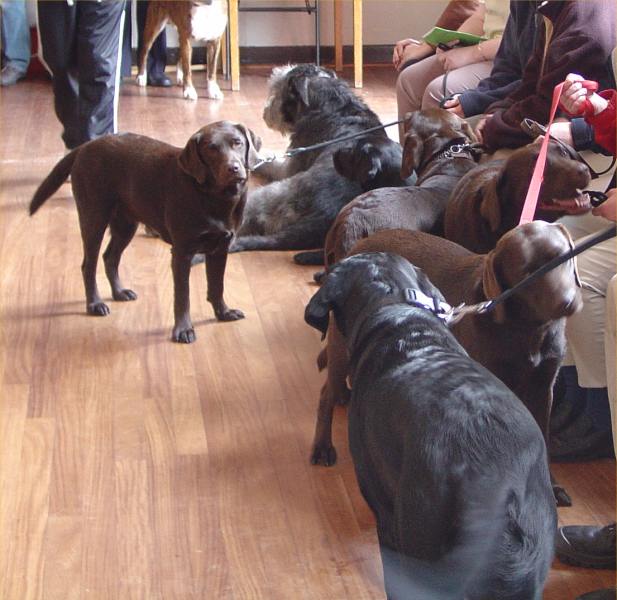 Photo: Caithness Canine Club 2004 Dog Show
