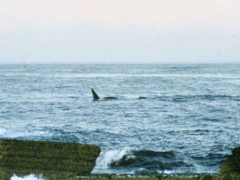 Photo: Whales At Dunnet Head