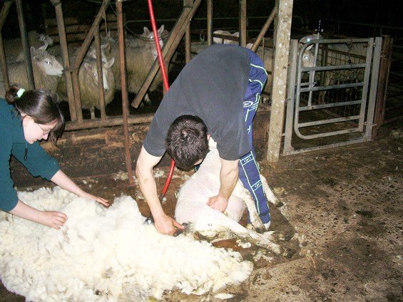 Photo: Caithness Young Farmers Sheep Shearing Comp 2005 - Winner Andrew Sinclair