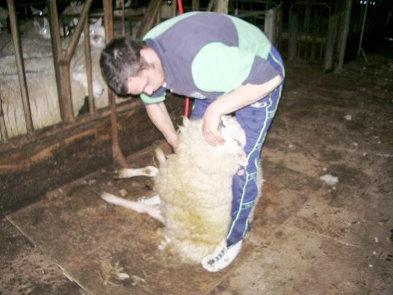 Photo: Caithness Young Farmers Sheep Shearing Comp 2005 - Winner Andrew Sinclair