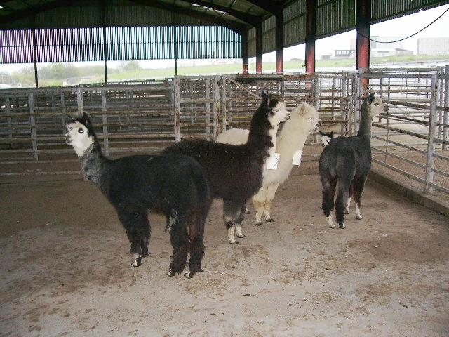 Photo: Alpacas Were Part Of the Stock Judging this Year