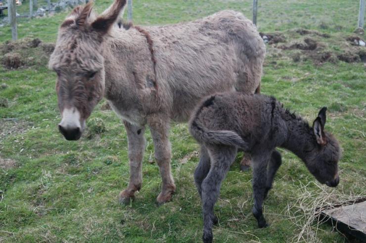 Photo: Ivan - A New Baby Donkey At Latheronwheel