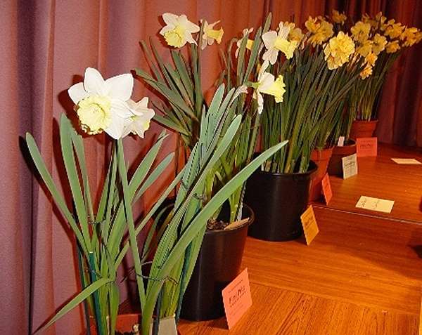 Photo: Mey & District Gardening Club Bulb Show 2003