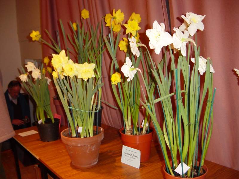 Photo: Mey and District Gardening Club - Bulb Show 2006