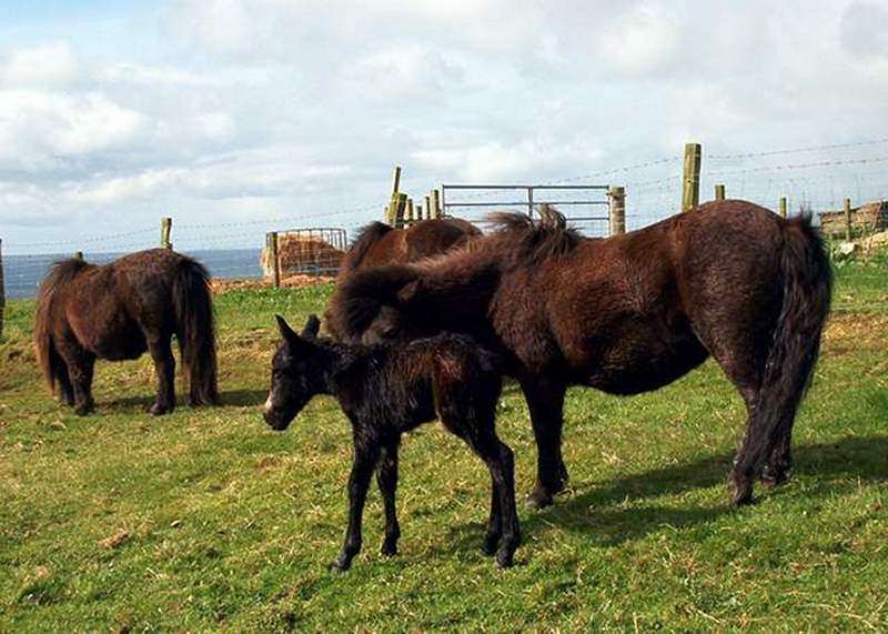 Photo: Baby Mule
