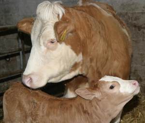 Photo: Brzadaise Cross Calves born In Caithness