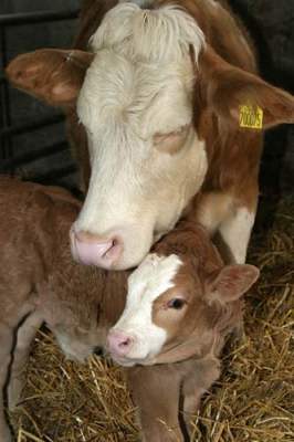 Photo: Brzadaise Cross Calves born In Caithness