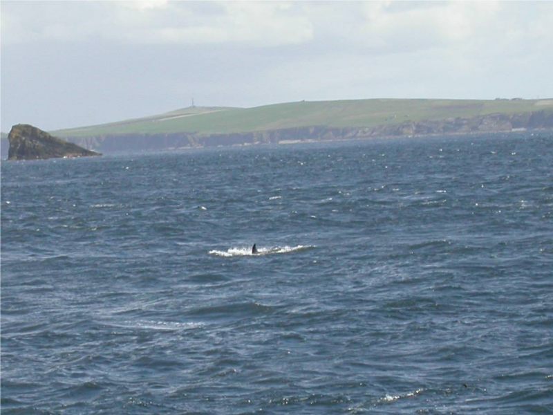Photo: Killer Whales Spotted On Hoy Highland Wild Encounters Trip