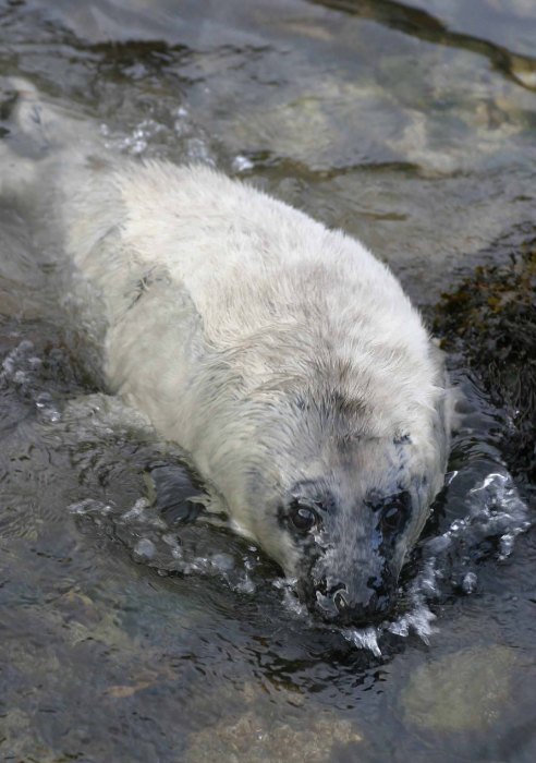 Photo: Grey Seal Pup
