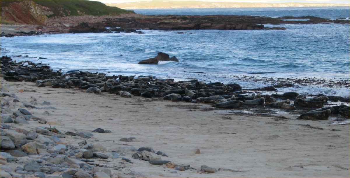 Photo: Seals At Duncansby